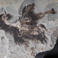 birdfossil2