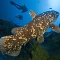 coelacant