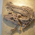 crocfossil