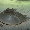 HorseshoeCrab2_DP