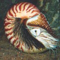nautilus2