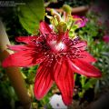 Passion Flower 6